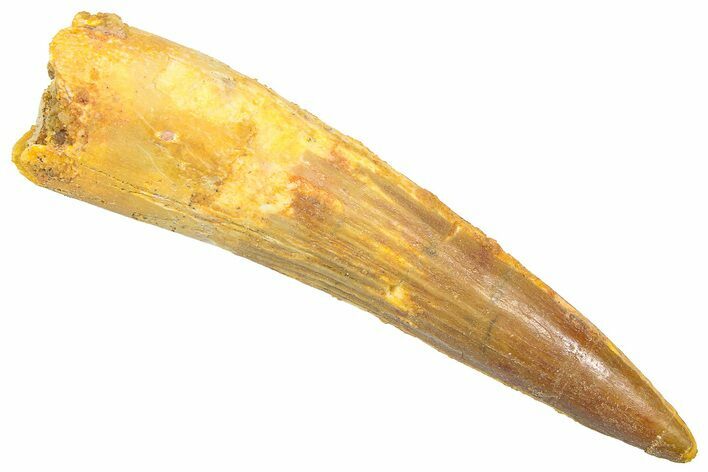 Fossil Spinosaurus Tooth - Real Dinosaur Tooth #361275